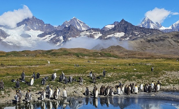 Monika Witkowska dotarła na Południową Georgię -  Królestwo pingwinów
