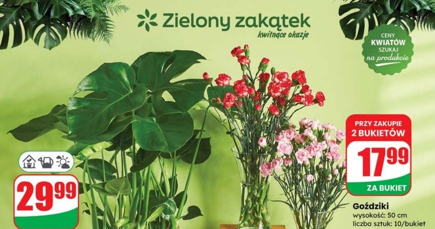 Monstera deliciosa – roślina, której nie może zabraknąć w Twoim wnętrzu /Dino /INTERIA.PL