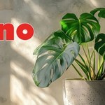 Monstera deliciosa za mniej niż 30 zł?! Szalona promocja w Dino ruszyła!