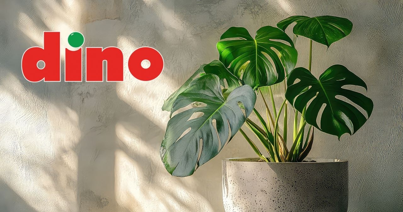 Monstera deliciosa za mniej niż 30 zł?! Szalona promocja w Dino ruszyła! /adobestock /INTERIA.PL