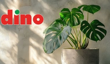 Monstera deliciosa za mniej niż 30 zł?! Szalona promocja w Dino ruszyła!