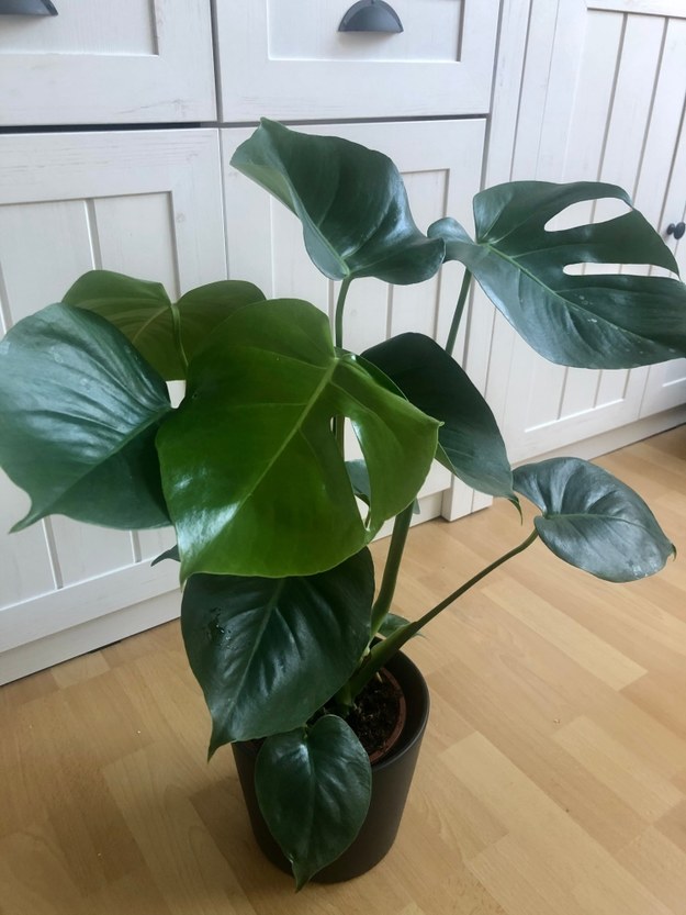 Monstera deliciosa /Magdalena Grajnert /RMF FM