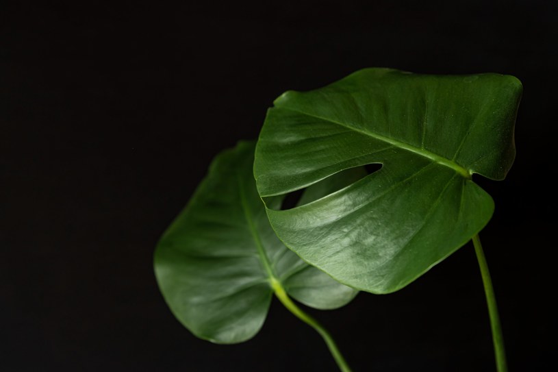 Monstera dziurawa jest jedną z najbardziej popularnych roślin doniczkowych /123RF/PICSEL