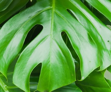 Monstera: Jak ją pielęgnować, by miała piękne liście?