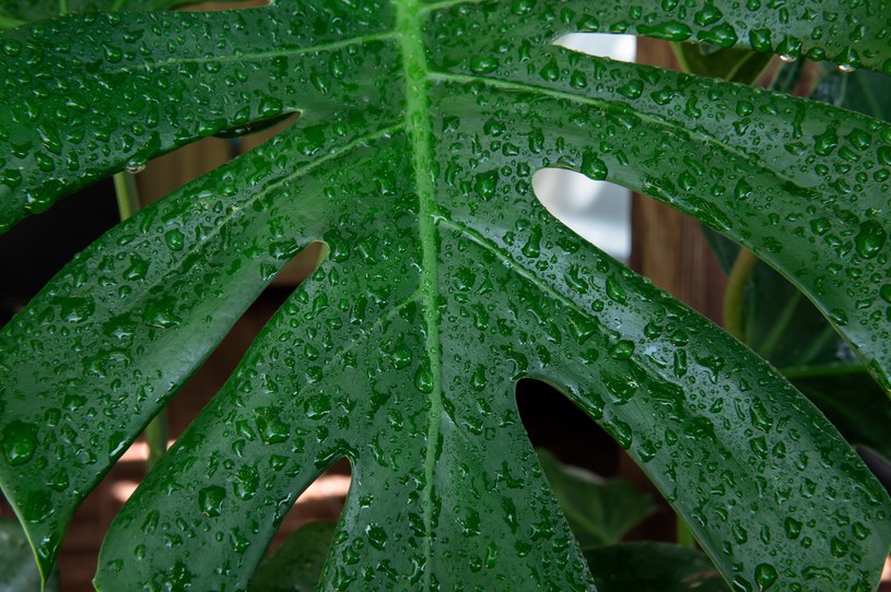 Monstera minima jest szkodliwa dla zwierząt domowych /123RF/PICSEL