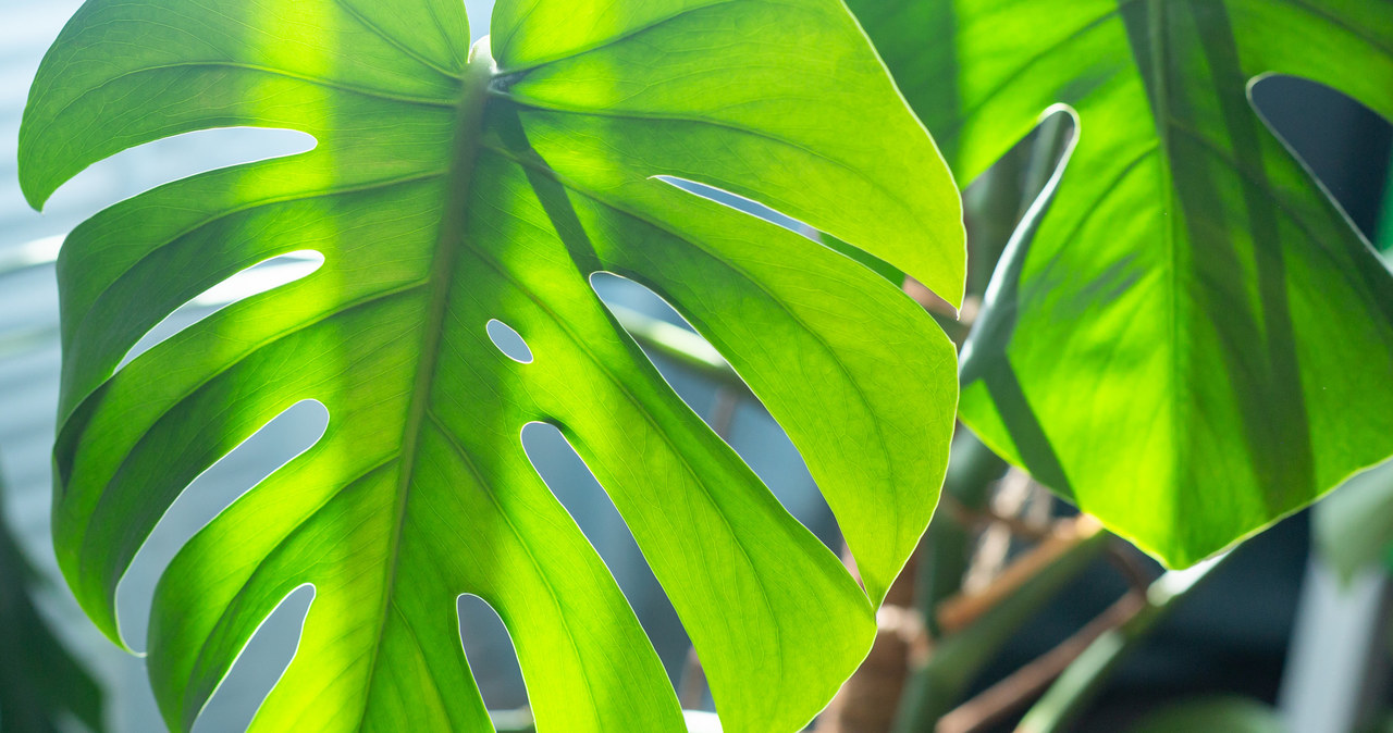 Monstera nie lubi mocnego słońca
