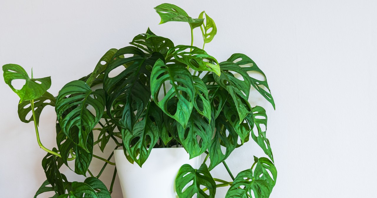 Monstera nie wypuszcza nowych liści? Sprawdź, co może być przyczyną. /123RF/PICSEL