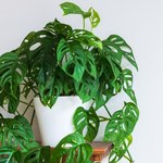 Monstera od dawna nie ma nowych liści? Zastosuj trik znajomej kwiaciarki 