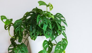 Monstera od dawna nie ma nowych liści? Zastosuj trik znajomej kwiaciarki 
