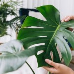 Monstera potrzebuje twojego wsparcia. Jesienią podlewaj ją tym