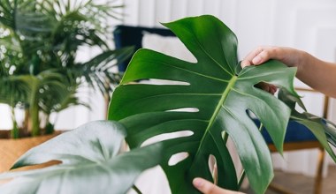 Monstera potrzebuje twojego wsparcia. Jesienią podlewaj ją tym