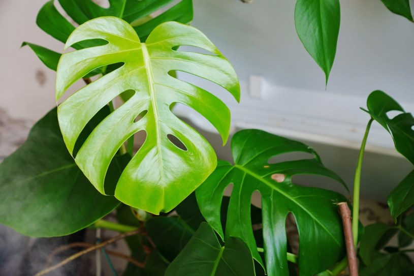 Monstera przestała rosnąć? Oto sposoby, by pobudzić ją do wzrostu /123RF/PICSEL