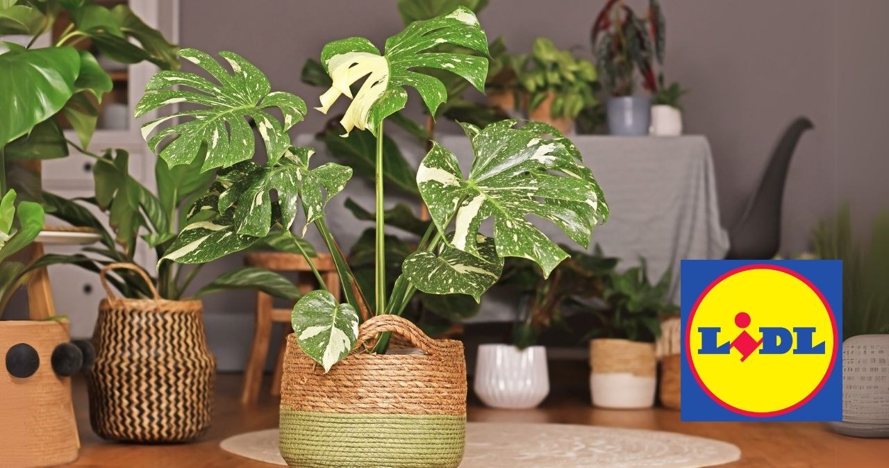 Monstera Thai Constellation – roślina, która podbiła Instagram i salony /adobestock /INTERIA.PL