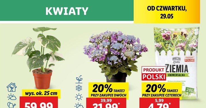 Monstera Thai Constellation w Lidlu /Lidl /INTERIA.PL