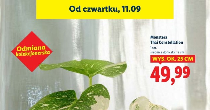 Monstera Thai Constellation w Ludlu /Lidl