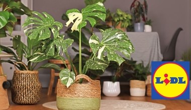 Monstera Thai znów w Lidlu. Cena zaskakuje, a chętnych nie brakuje!