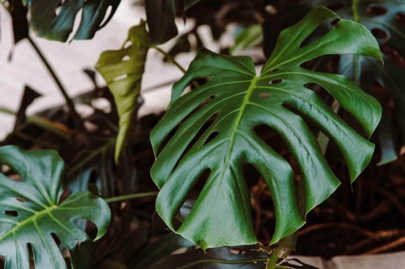 Monstera to jedna z ulubionych roślin Polaków /123RF/PICSEL