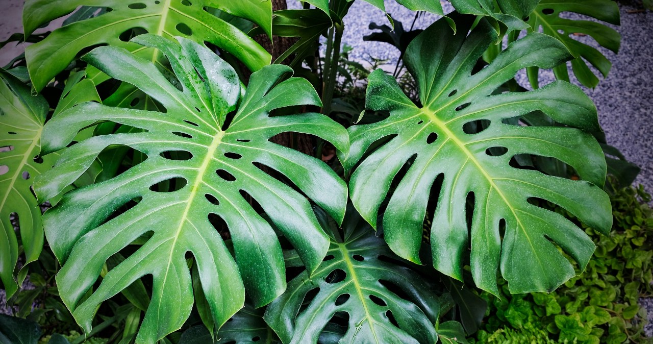 Monstera wymaga odpowiedniej pielęgnacji, aby pięknie się prezentowała. Wsyp do doniczki z nią pewien produkt, a szybko zobaczysz nowe liście /123RF/PICSEL