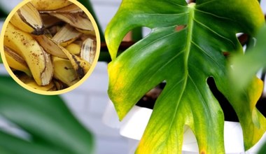 Monstera zmarniała w czasie urlopu? Ta darmowa odżywka szybko ją wzmocni