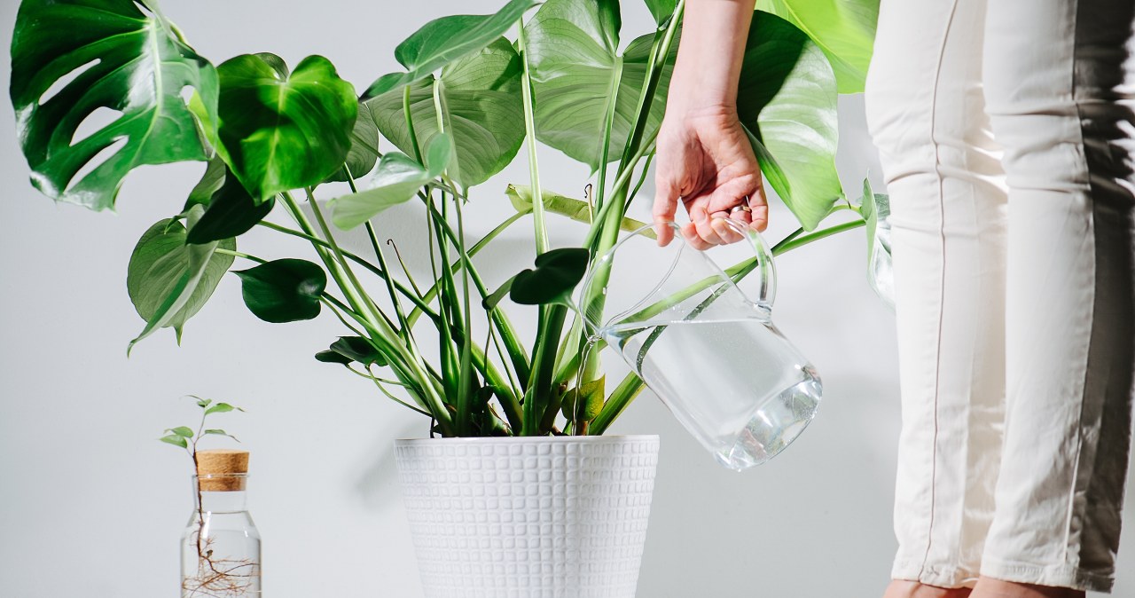 Monstera żółknie i traci liście? Domowa odżywka pomoże jej odzyskać zdrowie i piękny wygląd. /Pixel