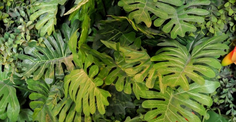 Monstera /&copy;123RF/PICSEL