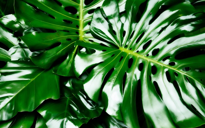 Monstera /&copy;123RF/PICSEL