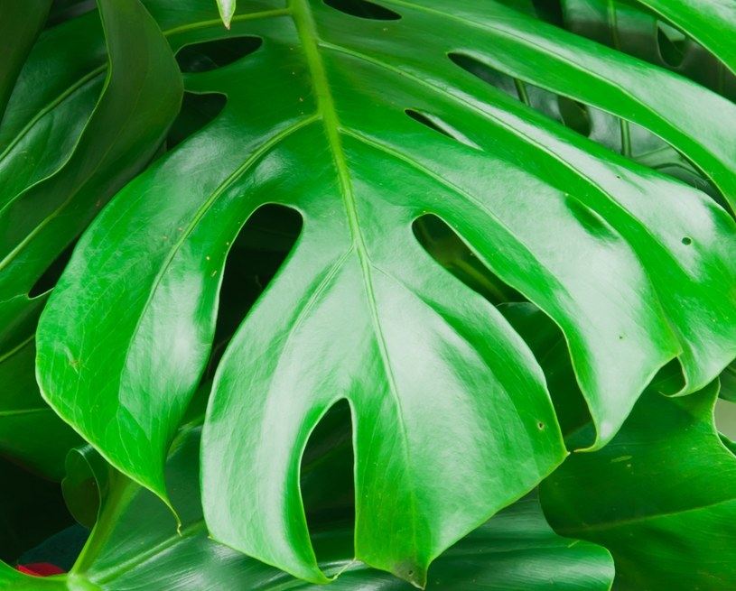 Monstera /&copy;123RF/PICSEL