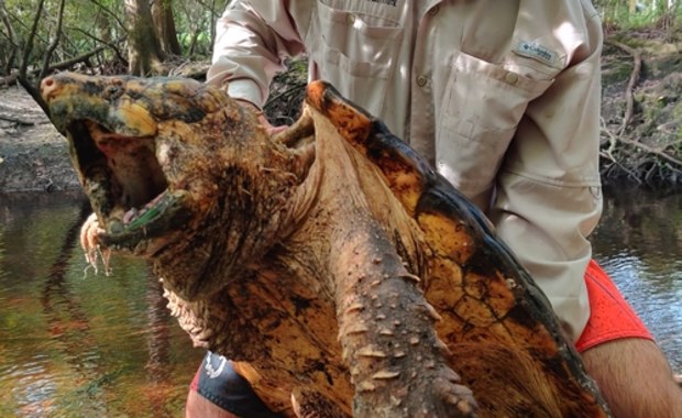 Monstrualne żółwie jaszczurowate złowione na Florydzie. Naukowcy bali się, że już wyginęły