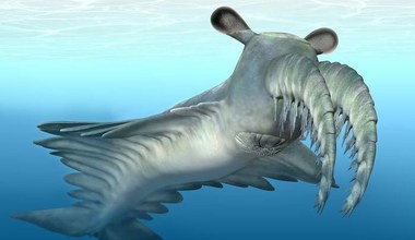 Mordercza krewetka? Morski potwór sprzed 500 mln lat skrywał tajemnicę 