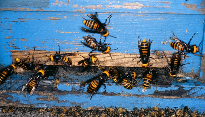 Mordercze szerszenie. Kolejna plaga tego roku?