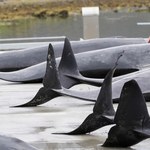 Mordują w imię tradycji! Świat patrzy na rzeź delfinów z przerażeniem
