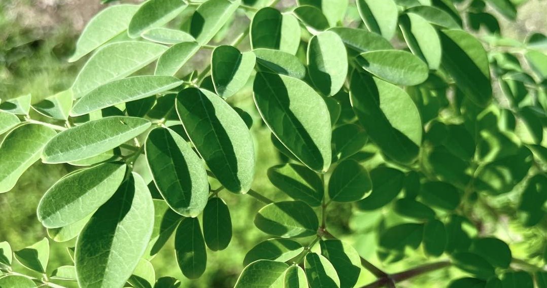 Морінга - тропічне дерево, з його листя можна приготувати корисний чай /Domena publiczna