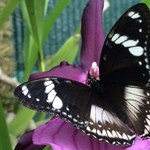 Morpho, Caligo, Papilio. Egzotyczne motyle do zobaczenia w łódzkiej Palmiarni