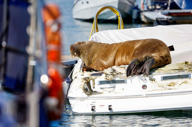 Morsica Freya cieszyła się ogromną popularnością. Często wchodziła na łodzie i zażywała na ich pokładach kąpieli słonecznych /Tor Erik Schrder /AFP