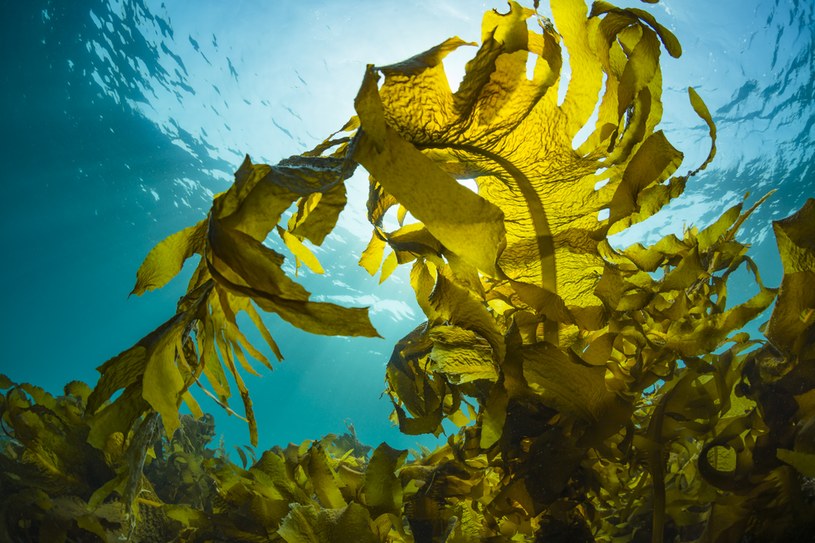 Morskie algi potrafią zwiększać swoją masę trzy, czterokrotnie w ciągu doby. /123RF/PICSEL