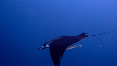 „Morskie diabły” wyrzucone przez fale na plażę. Uratowali je strażacy