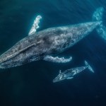 Morskie olbrzymy będą wpływać na cały kraj. Dostaną ludzkie prawa