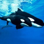 Morskie ssaki zawarły zaskakujący sojusz. Efekty od razu widać