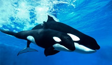 Morskie ssaki zawarły zaskakujący sojusz. Efekty od razu widać