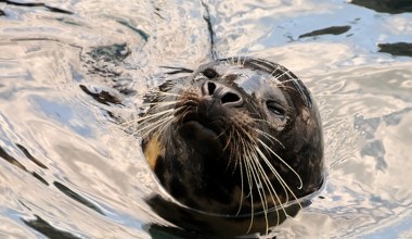 Morskie ssaki zwijają się w literę U i umierają masowo. Co się dzieje?