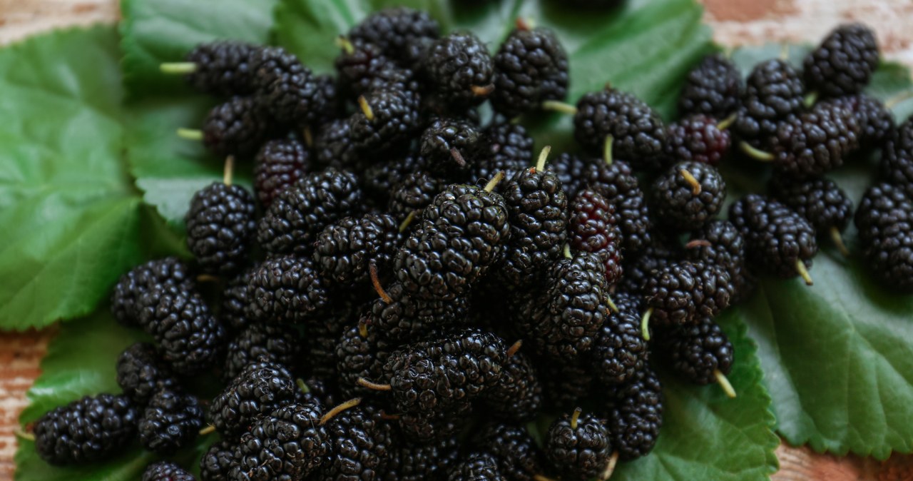 Morwa czarna to popularne drzewo, które można znaleźć w wielu ogrodach i sadach. Jego owoce to prawdziwa bomba witaminowa. /123RF/PICSEL