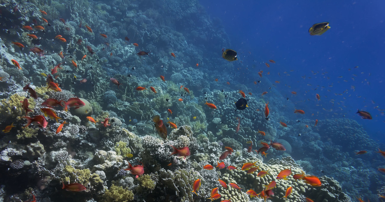 Morze Czerwone odpowiada za emisję dużych ilości gazów cieplarnianych /123RF/PICSEL