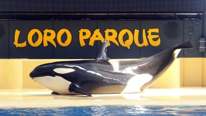 Morze czy park rozrywki? Sąd zdecydował o losie orki  