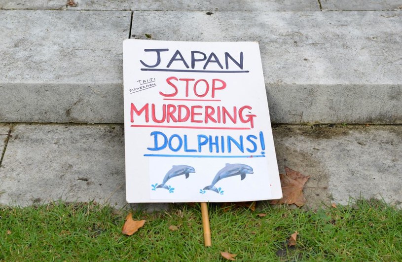 Morze Japońskie we krwi. "Japonio, przestań mordować delfiny" - napis na banerze /Getty Images