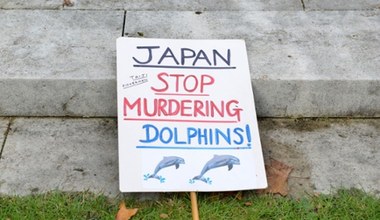 Morze krwi w Japonii. Coroczna rzeź delfinów nadal jest tu "tradycją"