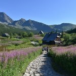 Morze kwiatów, jeziora i schronisko. Ta dolina to najpiękniejsze miejsce w Tatrach 