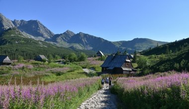 Morze kwiatów, jeziora i schronisko. Ta dolina to najpiękniejsze miejsce w Tatrach 