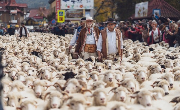 Morze owiec w mieście. Szczawnica zaprasza na jesienny redyk!