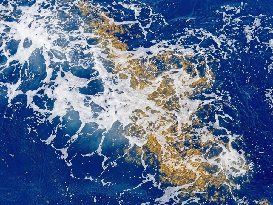 Morze Sargassowe: Jedyny taki akwen na świecie fascynuje naukowców i żeglarzy /Shutterstock