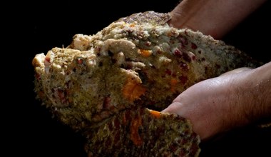 Morze Śródziemne zasiedliły jadowite zwierzęta. To groźne dla turystów